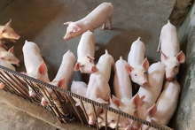 Giá heo hơi hôm nay 12/10: Giảm từ 1.000 - 3.000 đồng/kg trên toàn quốc