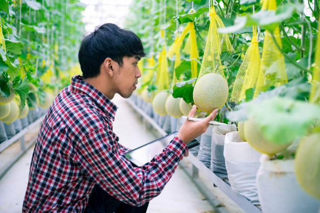 VKFTA: Thủ tục cấp chứng nhận xuất xứ mặt hàng rau quả và nhập khẩu hàng hóa vào Hàn Quốc - Ảnh 1. Ảnh minh họa. Nguồn: freepik