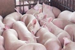 Giá heo hơi hôm nay 14/10: Điều chỉnh giảm từ 1.000 - 4.000 đồng/kg trên cả ba miền