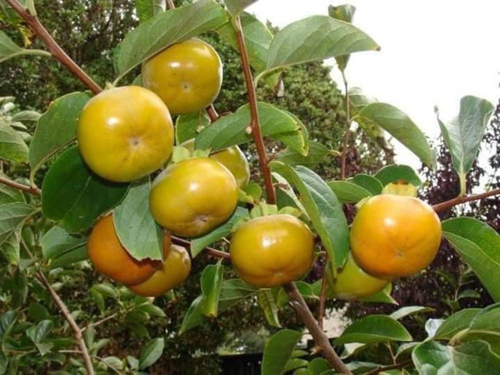 5 món đặc sản làm nên ‘tên tuổi’ mảnh đất Hà Nam  - Ảnh 11.