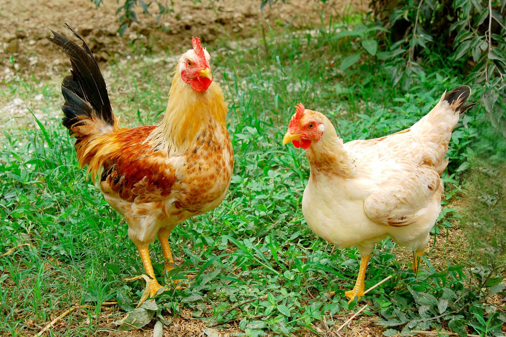 CPTPP: Cam kết về các biện pháp SPS ngành chăn nuôi, chế biến thịt - Ảnh 1. CPTPP: Cam kết về các biện pháp SPS ngành chăn nuôi, chế biến thịt - Ảnh 1.