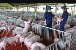 Giá heo hơi hôm nay 20/10: Thị trường heo hơi biến động trái chiều ở cả ba miền