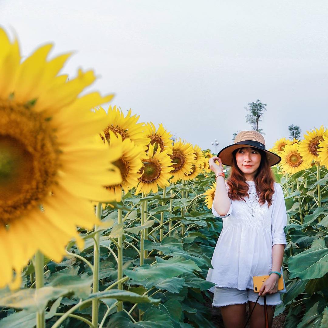 Mê mẩn vẻ đẹp cánh đồng hoa hướng dương nổi tiếng tại Nghệ An - Ảnh 3. Mê mẩn vẻ đẹp cánh đồng hoa hướng dương nổi tiếng tại Nghệ An - Ảnh 3.