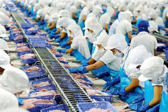Doanh nghiệp xuất khẩu cá tra ghi nhận lãi giảm trong quí III