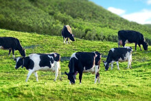 Lãi của Mộc Châu Milk liên tục tăng sau khi về với Vinamilk
