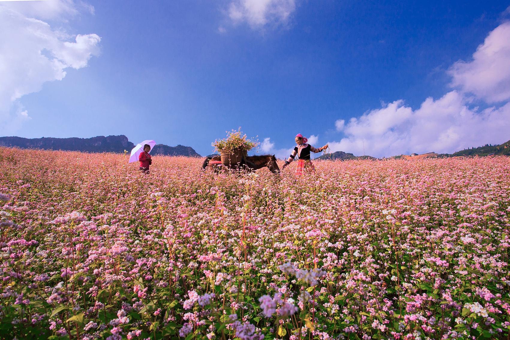 Tour du lịch Hà Giang mùa hoa tam giác mạch: Nhiều điểm đến hấp dẫn với chi phí chỉ từ 2,1 triệu đồng  - Ảnh 8.