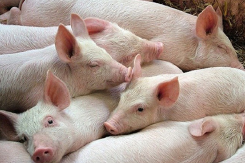 Giá heo hơi hôm nay 24/10: Tiếp tục điều chỉnh từ 1.000 - 3.000 đồng/kg trên toàn quốc