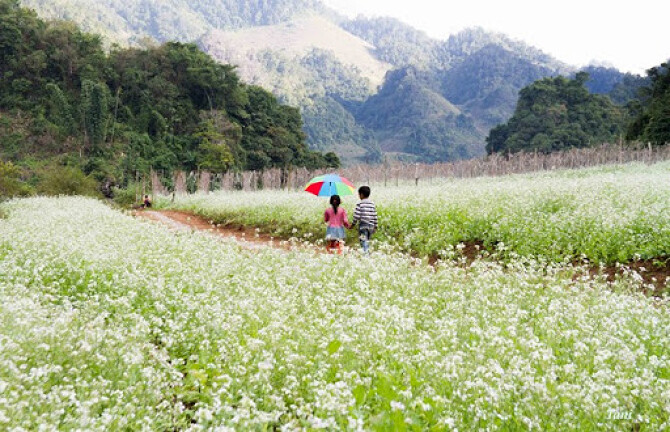 Ngất Ngây Vẻ Đẹp Mùa Hoa Cải Trắng Khi Du Lịch Mộc Châu 