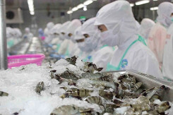 Thủy sản Minh Phú sắp thanh toán gần 300 tỉ đồng cổ tức tiền mặt