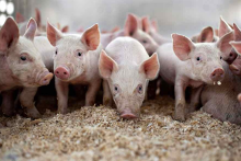 Giá heo hơi hôm nay 30/10: Điều chỉnh tăng từ 1.000 - 2.000 đồng/kg trên toàn quốc