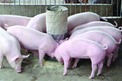 Dự báo giá heo hơi ngày 31/10: Phòng, chống dịch bệnh trong bão lũ, giá heo hơi sắp tới sẽ đi ngang?