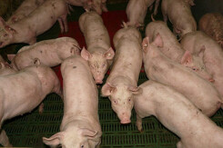 Giá heo hơi hôm nay 31/10: Miền Nam tiếp đà tăng, nơi cao nhất chạm ngưỡng 79.000 đồng/kg