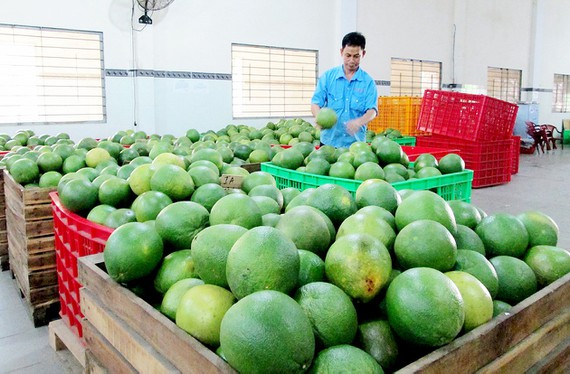 Trái cây Việt rộng đường Mỹ tiến, sang châu Âu - Ảnh 1.