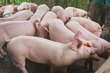 Giá heo hơi hôm nay 6/10: Giảm từ 1.000 - 2.000 đồng/kg trên cả ba miền