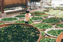 Top 10 thị trường xuất khẩu chè của Việt Nam trong 8 tháng