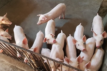 Giá heo hơi hôm nay 8/10: Tiếp đà giảm từ 1.000 - 2.000 đồng/kg
