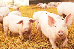 Giá heo hơi hôm nay 10/10: Đà giảm tiếp diễn trên cả ba miền
