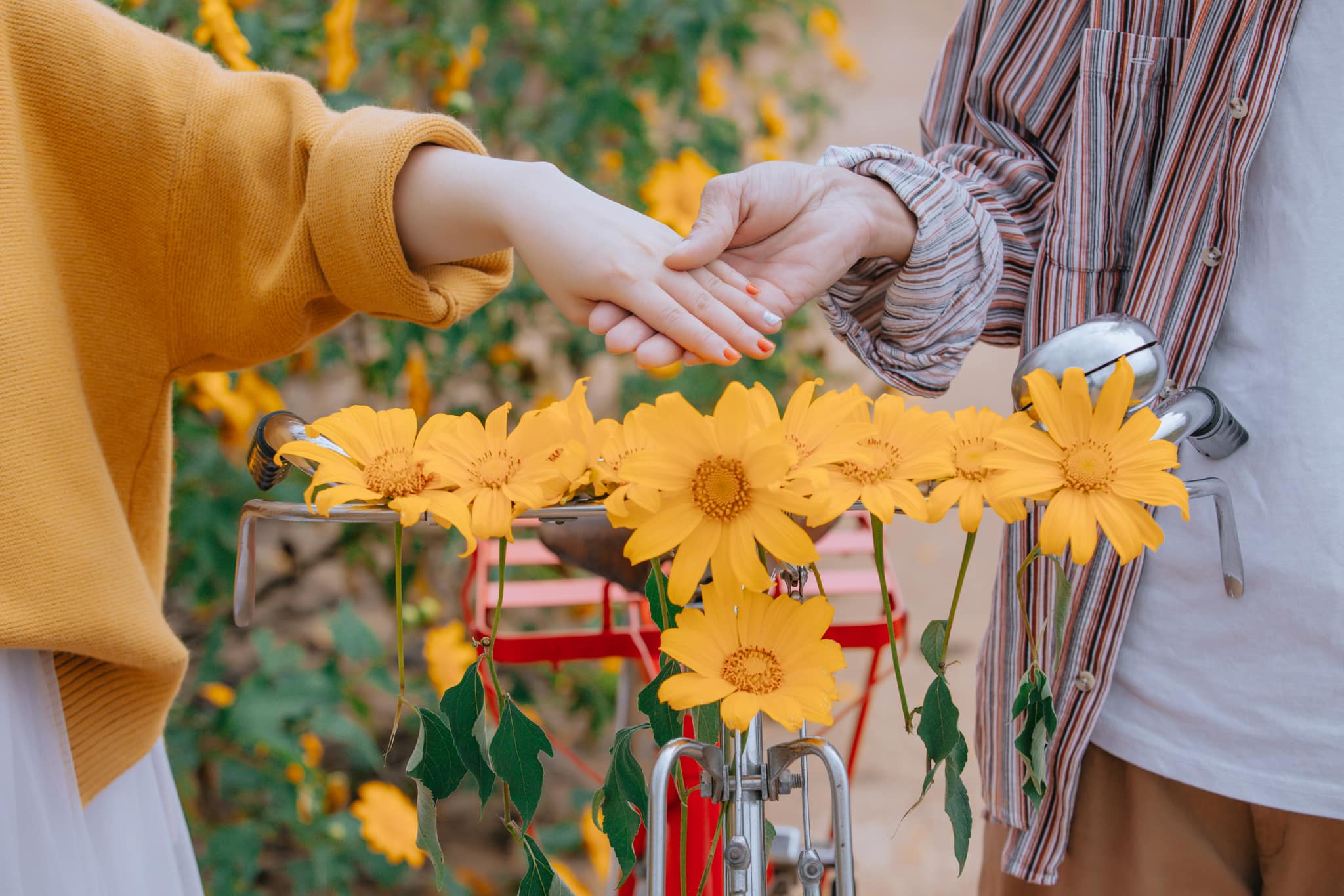 Ngắm Đà Lạt mùa hoa dã quỳ qua bộ ảnh lãng mạn của cặp đôi trẻ - Ảnh 3. Ngắm Đà Lạt mùa hoa dã quỳ qua bộ ảnh lãng mạn của cặp đôi trẻ - Ảnh 3.