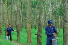 Cao su Tây Ninh quyết định thoái hết 7,61% vốn tại VRG