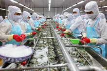 Vua tôm Minh Phú góp thêm 50 tỉ đồng vào công ty con ở Ninh Thuận