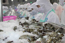 VASEP: Xuất khẩu tôm Việt Nam sang Hà Lan có thể tiếp tục tăng