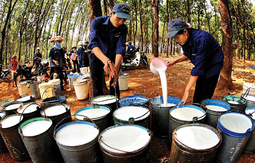VCSC: Khoản thu gần 900 tỉ đồng từ KCN VSIP III sẽ dẫn dắt tăng trưởng 2021 cho Cao su Phước Hòa - Ảnh 1. VCSC: Khoản thu gần 900 tỉ đồng từ KCN VSIP III sẽ dẫn dắt tăng trưởng 2021 cho Cao su Phước Hòa - Ảnh 1.
