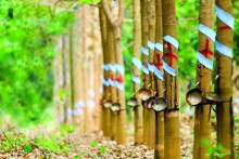 VCSC: KCN VSIP III sẽ dẫn dắt đà tăng trưởng Cao su Phước Hòa từ năm 2021