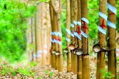 VCSC: KCN VSIP III sẽ dẫn dắt đà tăng trưởng Cao su Phước Hòa từ năm 2021