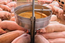 Giá heo hơi hôm nay 23/11: Một số địa phương tăng nhẹ, thấp nhất là 64.000 đồng/kg