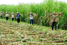 Ngành mía đường Việt Nam bắt đầu vào vụ ép 2020/2021