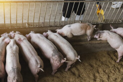 Giá heo hơi hôm nay 24/11: Đồng loạt tăng từ 1.000 - 2.000 đồng/kg ở cả 3 miền