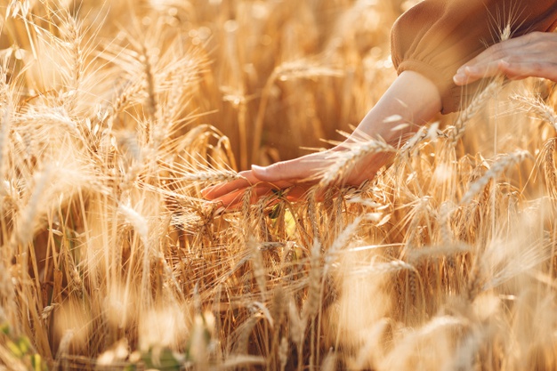 Xuất nhập khẩu Việt Nam và Ukraine tháng 9/2020: Kim ngạch nhập khẩu tăng vọt - Ảnh 1. Xuất nhập khẩu Việt Nam và Ukraine tháng 9/2020: Kim ngạch nhập khẩu tăng vọt - Ảnh 1.