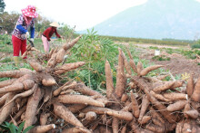 Xuất khẩu sắn của Việt Nam sang Trung Quốc tăng mạnh