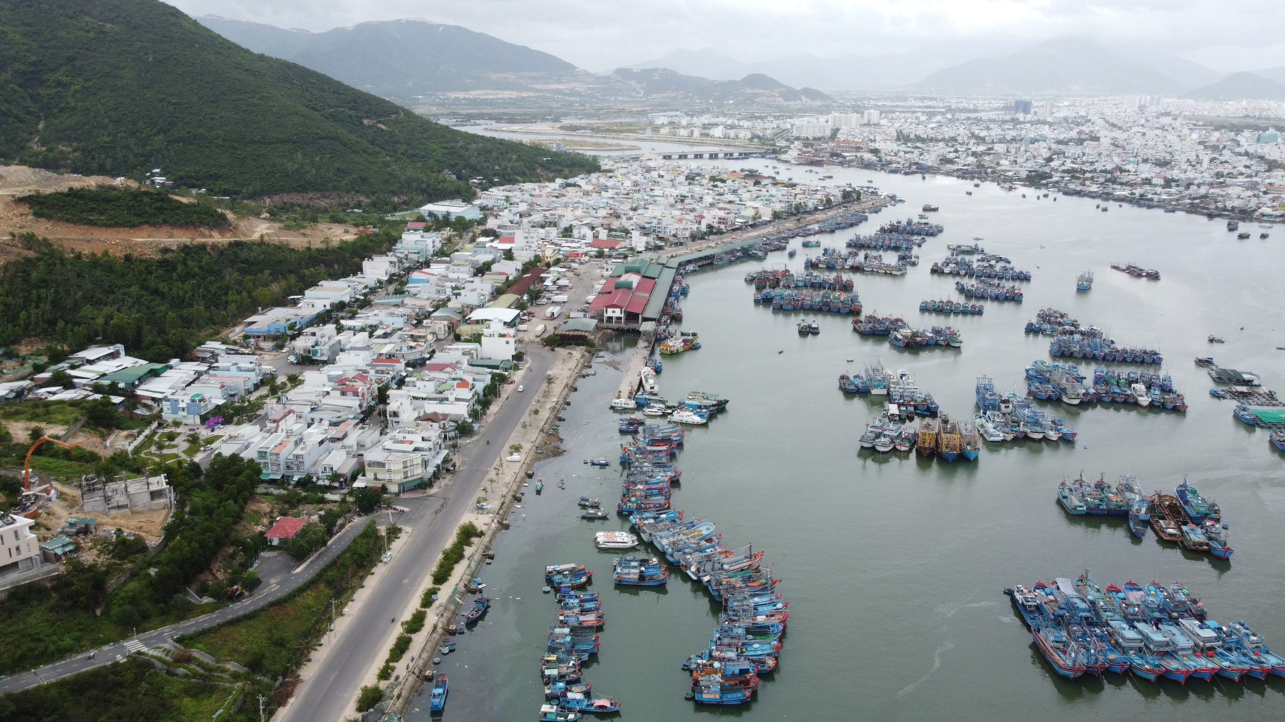 Ngư dân Khánh Hòa trúng đậm cá ngừ sọc dưa thu lời hàng trăm triệu đồng - Ảnh 3. Ngư dân Khánh Hòa trúng đậm cá ngừ sọc dưa thu lời hàng trăm triệu đồng - Ảnh 3.