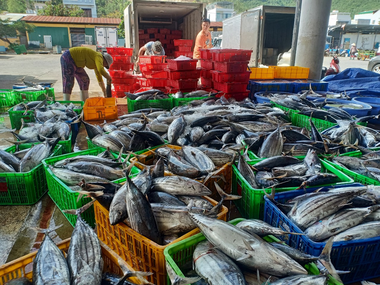 Ngư dân Khánh Hòa trúng đậm cá ngừ sọc dưa thu lời hàng trăm triệu đồng - Ảnh 1. Ngư dân Khánh Hòa trúng đậm cá ngừ sọc dưa thu lời hàng trăm triệu đồng - Ảnh 1.
