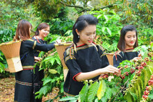 Giá cà phê tăng mạnh trong tháng 10