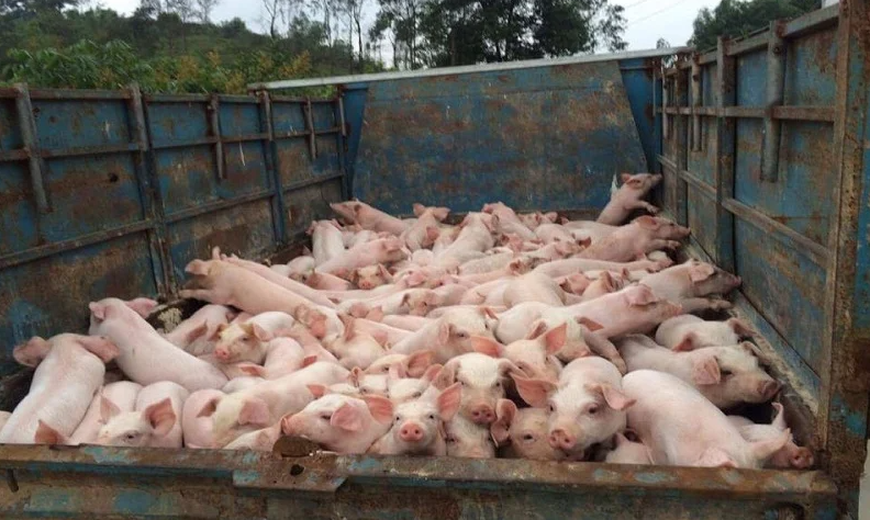 Dự báo giá heo hơi ngày 4/11: Chú trọng chăn nuôi an toàn sinh học, giá heo hơi sẽ giảm trở lại? - Ảnh 1. Dự báo giá heo hơi ngày 4/11: Chú trọng chăn nuôi an toàn sinh học, giá heo hơi sẽ giảm trở lại? - Ảnh 1.