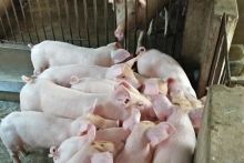 Giá heo hơi hôm nay 1/12: Đồng loạt đi ngang tại nhiều địa phương