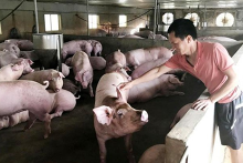 Giá heo hơi hôm nay 7/11: Thị trường ba miền chững giá, thấp nhất là 66.000 đồng/kg