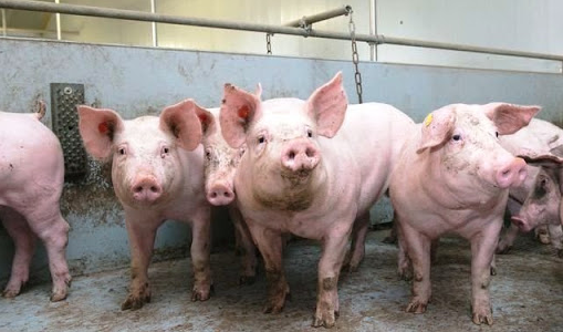 Dự báo giá heo hơi ngày 16/12: Giá thu mua sẽ tiếp đà đi lên? - Ảnh 1.