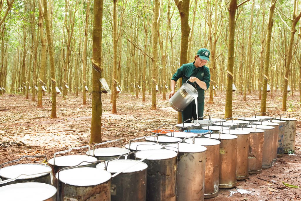 Xuất nhập khẩu Việt Nam và Campuchia tháng 10/2020: Nhập khẩu phần lớn cao su - Ảnh 1. Xuất nhập khẩu Việt Nam và Campuchia tháng 10/2020: Nhập khẩu phần lớn cao su - Ảnh 1.