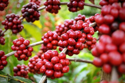 Giá cà phê toàn cầu dự báo giảm vào cuối năm