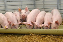 Giá heo hơi hôm nay 17/12: Nhiều địa phương đi xuống, có nơi giảm đến 3.000 đồng/kg