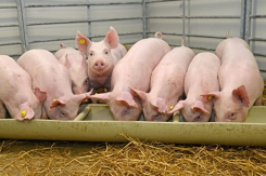 Giá heo hơi hôm nay 17/12: Nhiều địa phương đi xuống, có nơi giảm đến 3.000 đồng/kg
