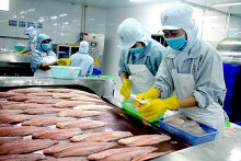 Xuất khẩu cá tra giảm 30% do Trung Quốc siết chặt kiểm dịch Covid-19