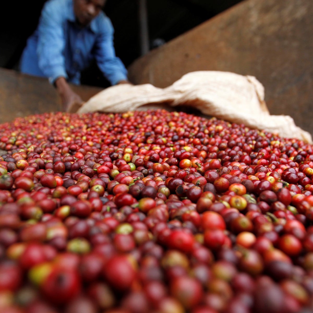 Sản lượng cà phê của Kenya dự kiến sẽ giảm xuống còn 40.000 tấn vào năm 2020 - Ảnh 1. Sản lượng cà phê của Kenya dự kiến sẽ giảm xuống còn 40.000 tấn vào năm 2020 - Ảnh 1.