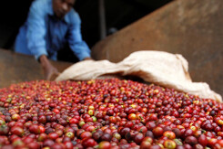 Sản lượng cà phê Kenya dự kiến sẽ ​​giảm xuống còn 40.000 tấn năm nay