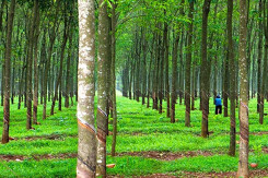 HAGL Agrico chuyển nhượng công ty cao su cho Thaco