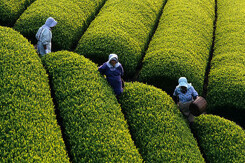 Ba Lan là thị trường tiềm năng của xuất khẩu chè