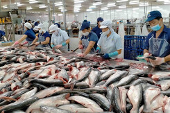 VASEP: Xuất khẩu cá tra sang Trung Quốc giảm gần 30%